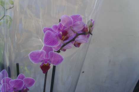 Orchidea-unicef