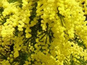 mimose