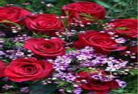 rose-iberia